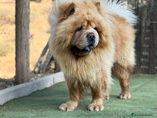 Chow Chow perros Chow chow peluditos espectaculares - Anuncio 1