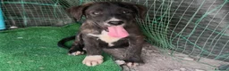 Raza Mixta perros en venta: Cane corso x border collie - Anuncio 1