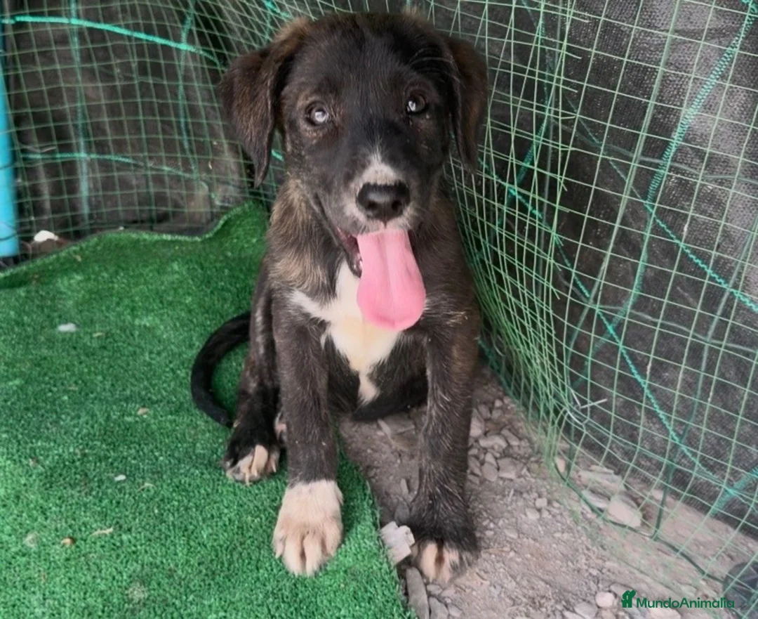 Raza Mixta perros en venta: Cane corso x border collie - Anuncio 1
