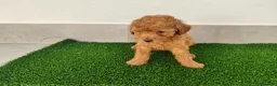 Caniche Toy perros en venta: Caniches toy - Anuncio 2