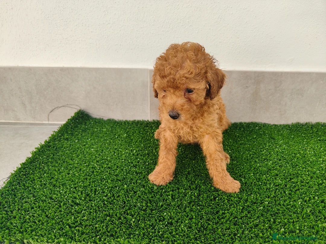 Caniche Toy perros en venta: Caniches toy - Anuncio 2
