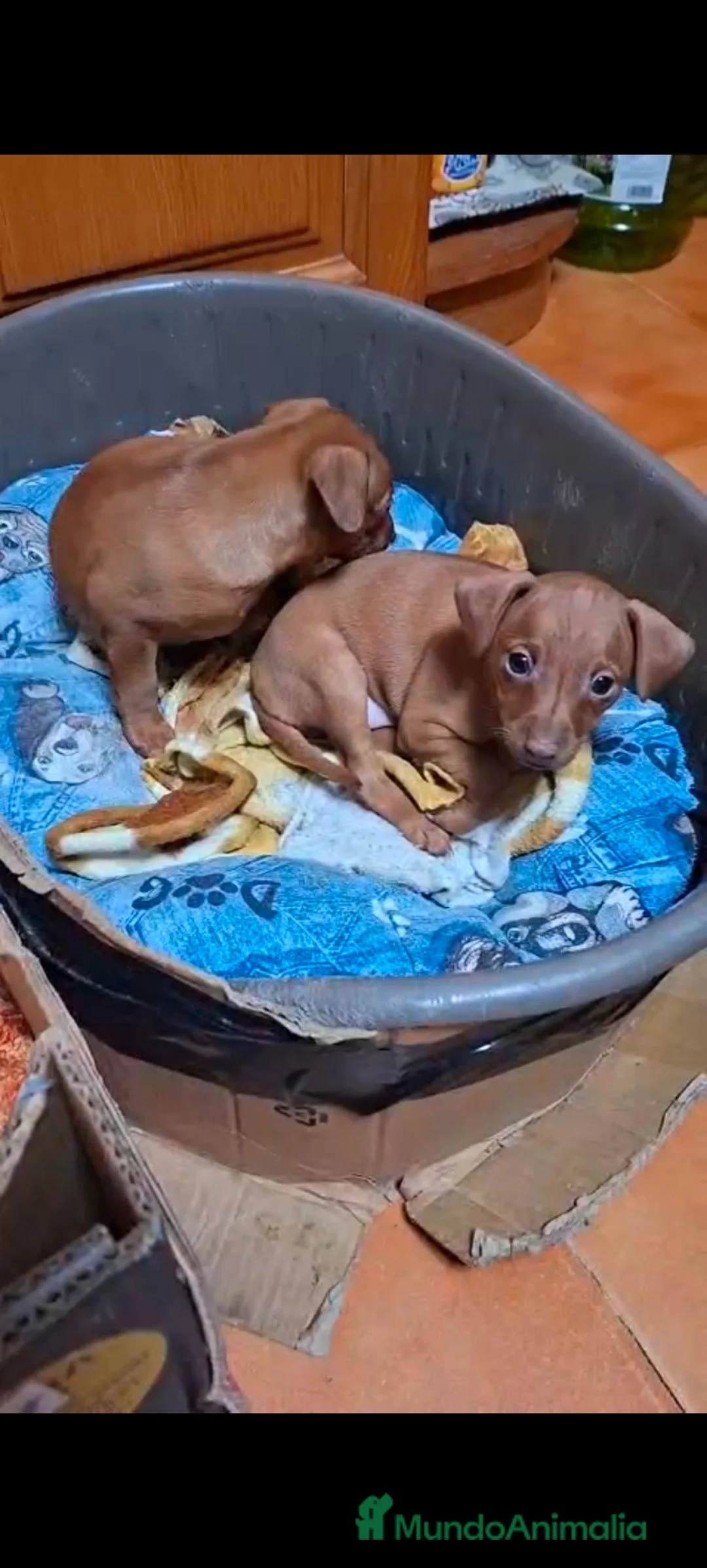 Pinscher Miniatura perros en venta: Mini pinche  - Anuncio 2