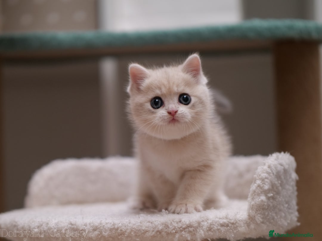 Británico de Pelo Corto gatos en venta: British blue golden - Imagen 2