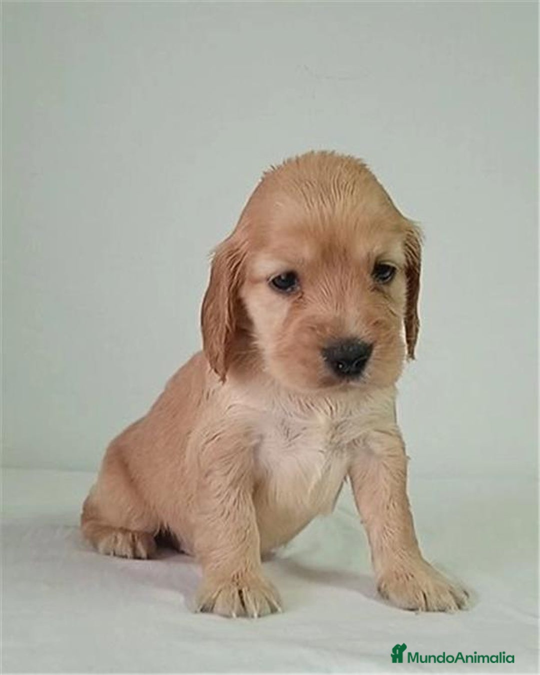Cocker Spaniel Inglés perros en venta: Cocker Spaniel  - Anuncio 1