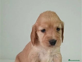 Cocker Spaniel Inglés perros Cocker Spaniel - Anuncio 1