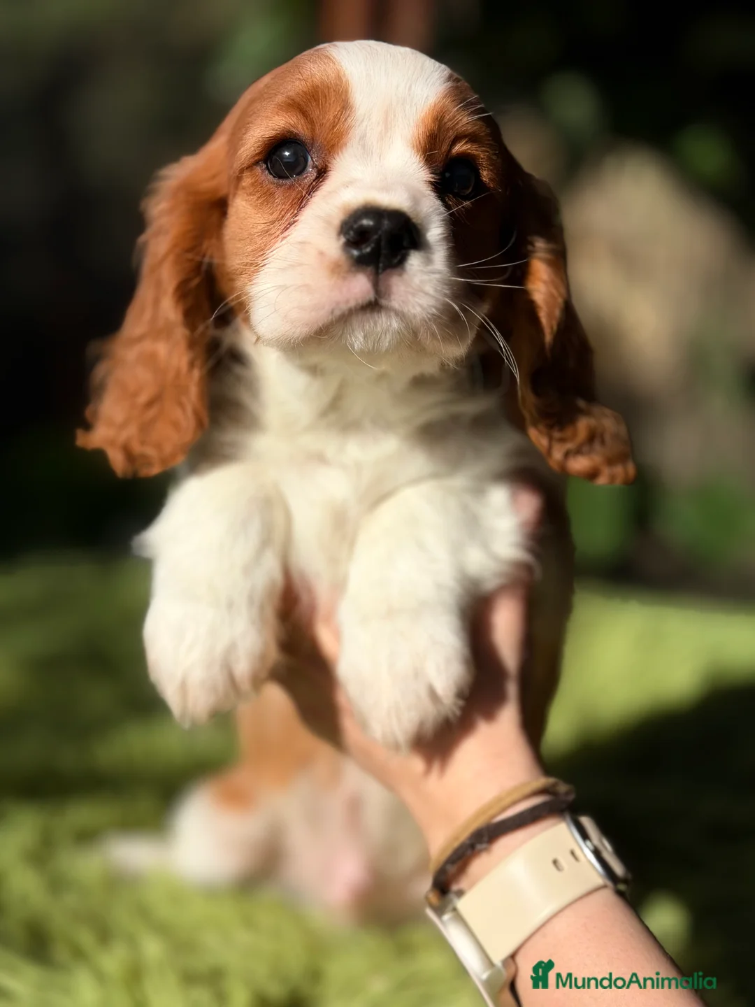 Cavalier King Charles Spaniel perros en venta: Cavalier color Blenheim  - Anuncio 6