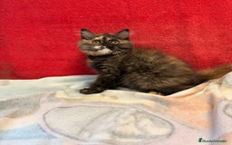 Británico de Pelo Largo gatos en venta: Preciosa gatita tortuga negra - Imagen 1