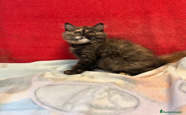 Británico de Pelo Largo gatos - Anuncio 5