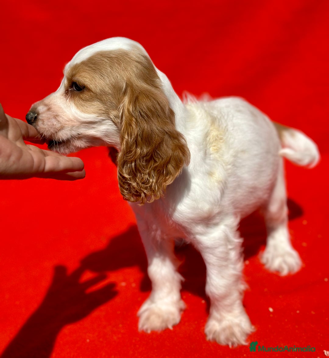 Cocker Spaniel Inglés perros en venta: COCKER SPANIEL INGLÉS RUANO HEMBRAS - Imagen 3