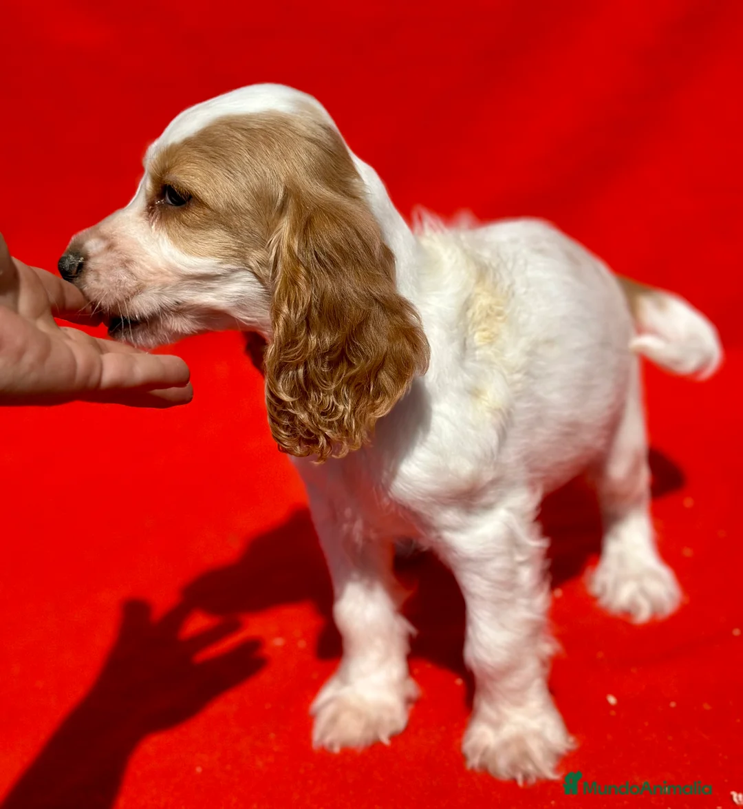 Cocker Spaniel Inglés perros en venta: COCKER SPANIEL INGLÉS RUANO HEMBRAS - Anuncio 3