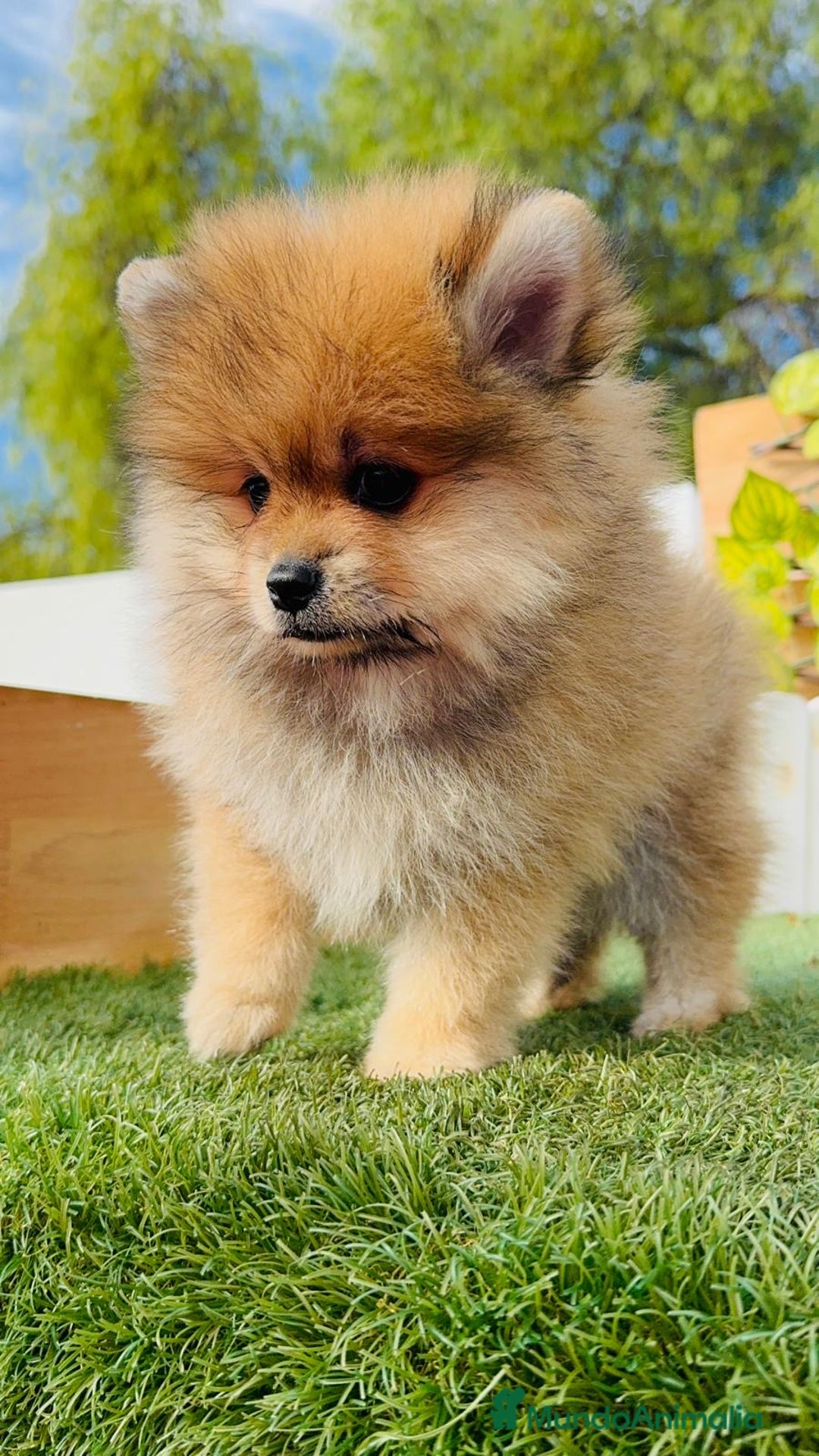 Pomerania perros en venta: POMERANIA MACHO - Imagen 1