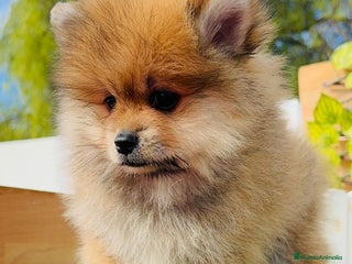 Pomerania perros - Anuncio 1