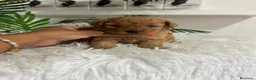 Caniche Toy perros en venta: CANICHE HEMBRA  - Anuncio 9
