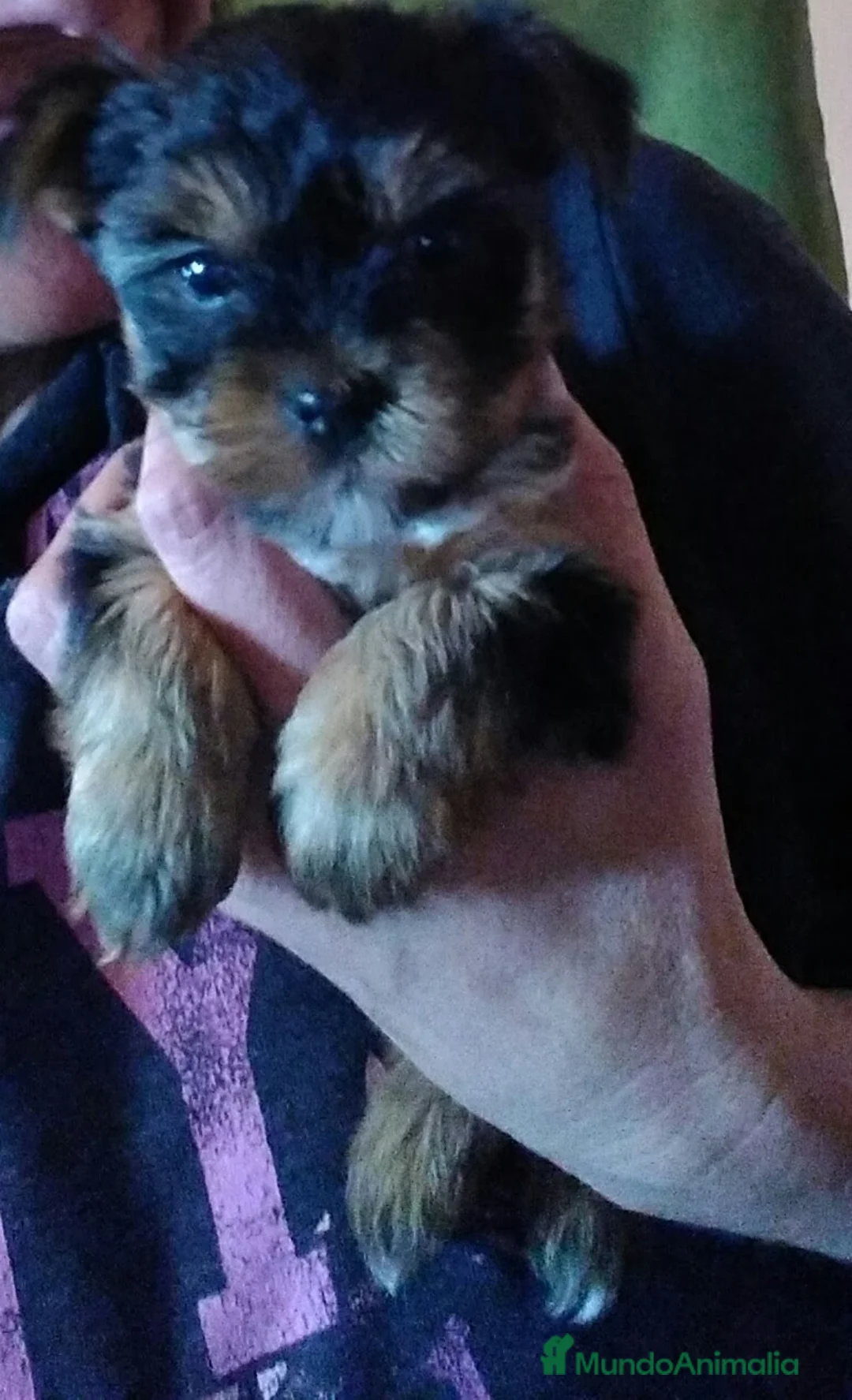 Yorkshire Terrier perros en venta: Preciosos cachorritos de Yorkshire Terrier 🐾 - Anuncio 1