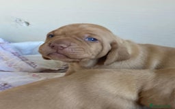 Braco Húngaro de Pelo Corto perros en venta: Cachorros de Braco Húngaro (Vizsla) — Criador aut. - Imagen 18