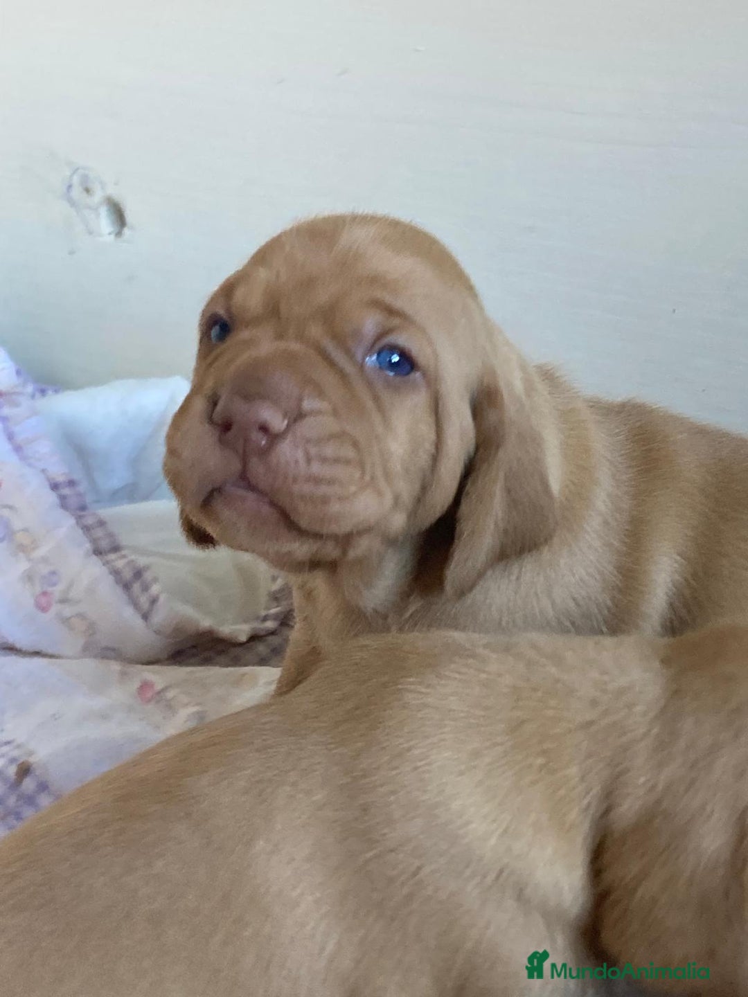Braco Húngaro de Pelo Corto perros en venta: Cachorros de Braco Húngaro (Vizsla) — Criador aut. - Imagen 18