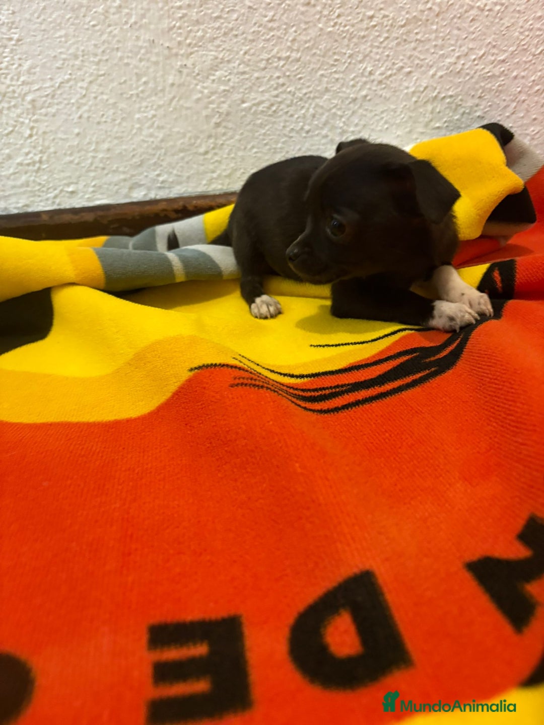 Chihuahua perros en venta: Chihuahua toy - Imagen 13