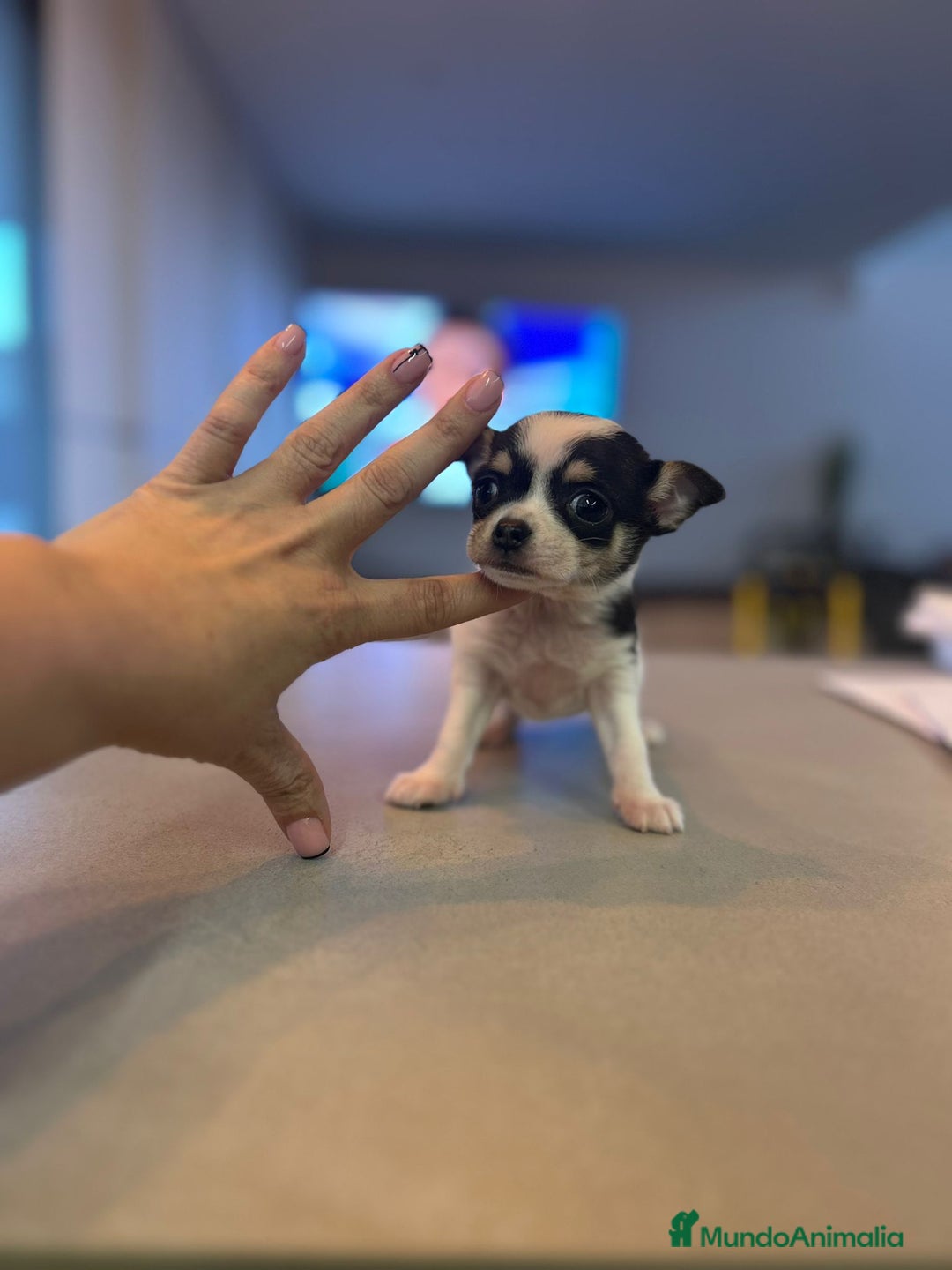 Chihuahua perros en venta: Chihuahua miniatura  - Anuncio 1