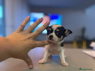 Chihuahua perros Chihuahua miniatura - Anuncio 36