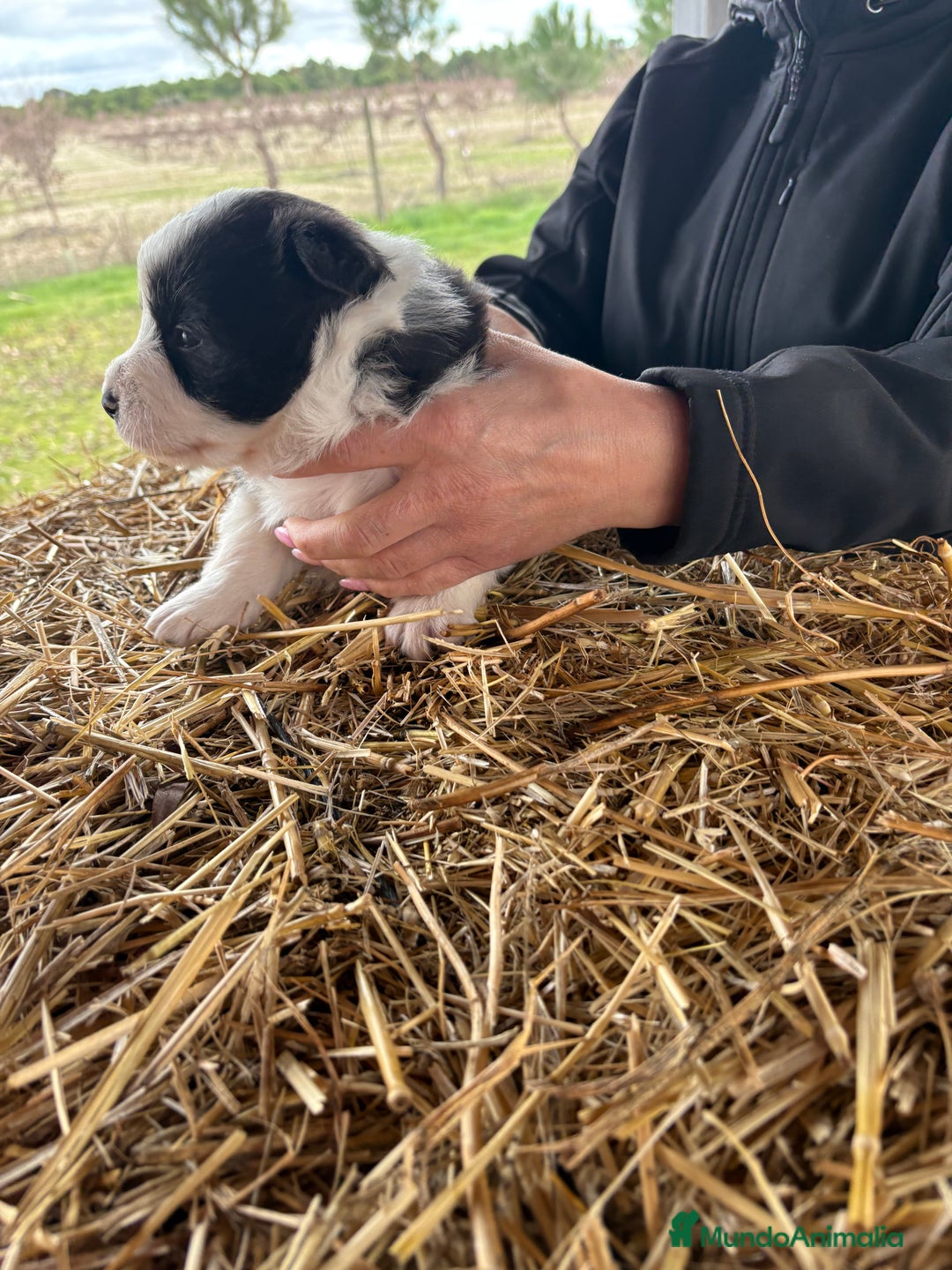 Border Collie perros en venta: Preciosa hembra de border collie  - Anuncio 12