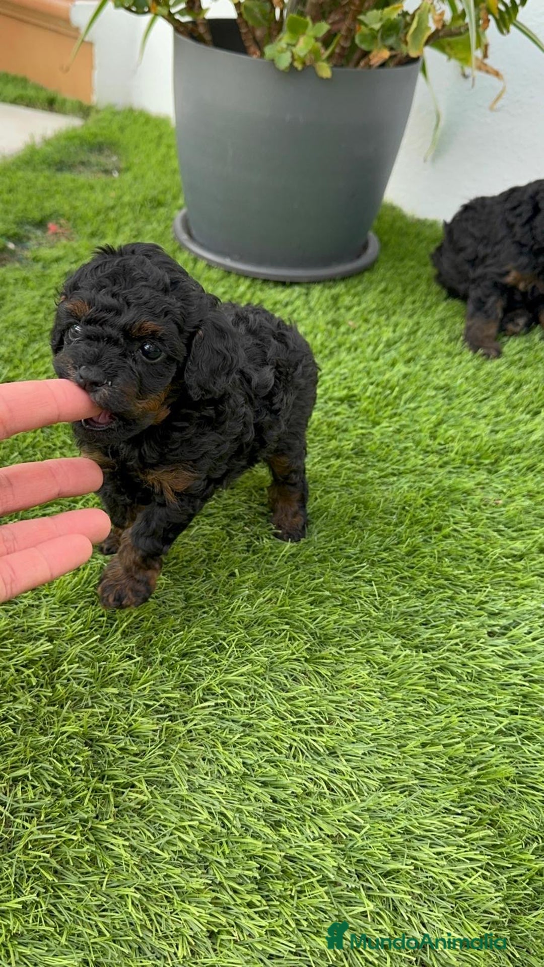 Caniche Toy perros en venta: CANICHE TOY HEMBRA - Imagen 17