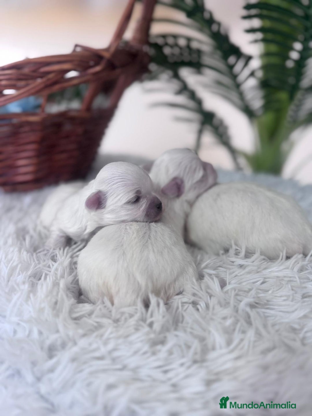 Bichón Maltés perros en venta: BICHON MALTES  - Anuncio 8