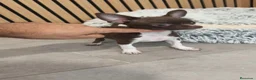 Chihuahua perros en venta: Chihuahua Toy  - Anuncio 4