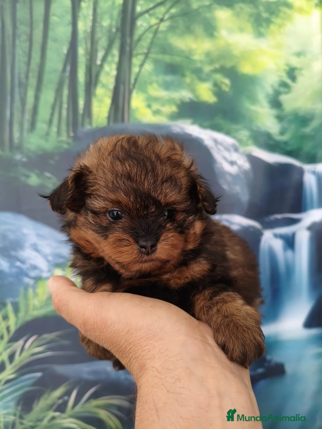 Pomapoo perros en venta: pomapoo TOY en Barcelona - Anuncio 2