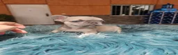 Bulldog Francés perros en venta: Machitos de bulldog francés  - Anuncio 6