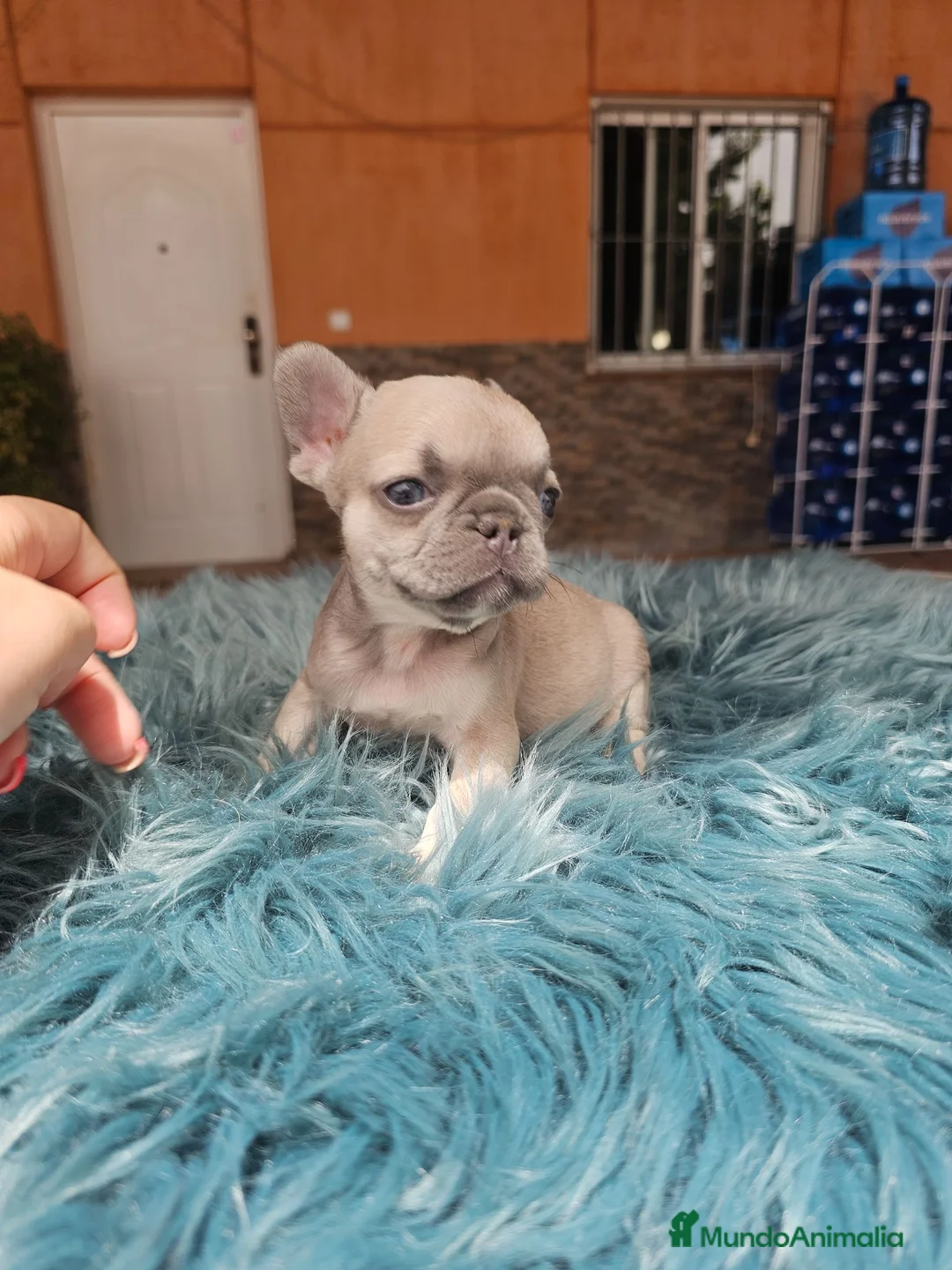 Bulldog Francés perros en venta: Machitos de bulldog francés  - Anuncio 6