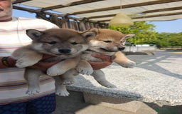 Shiba Inu perros en venta: SHIBA INU GALICIA - Imagen 3