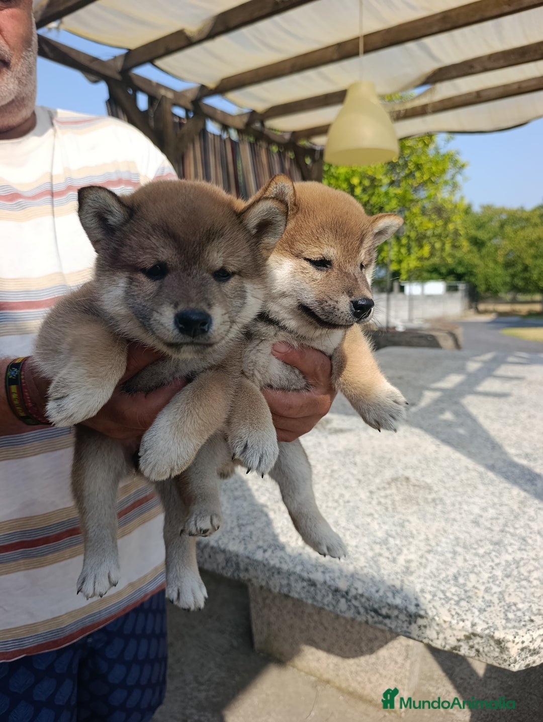 Shiba Inu perros en venta: SHIBA INU GALICIA - Imagen 3
