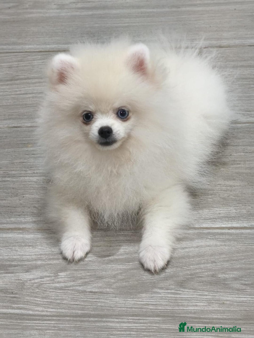 Pomerania perros en venta: Lulu pomerania  - Anuncio 10
