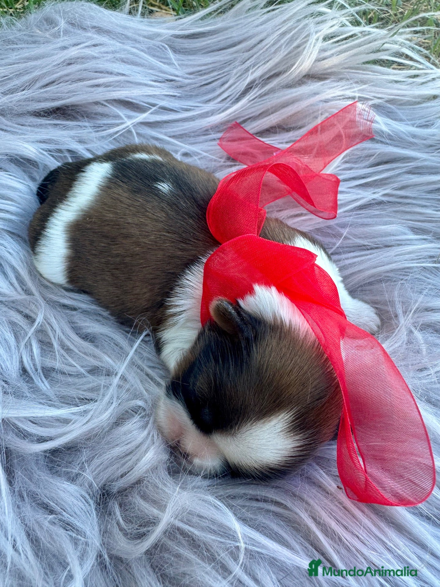 Shih Tzu perros 🐾 SHIH TZU DISPONIBLE | PELUDETES SALAMANCA 🐾 - Anuncio 4