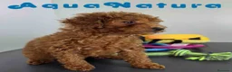 Caniche Toy perros en venta: Caniche Macho 1916 AQUANATURA - Anuncio 5