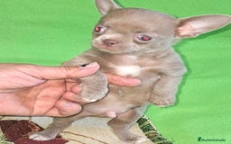 Chihuahua perros en venta: MACHO TOY EXCLUSIVO LILAC LINEA RUSA - Imagen 7