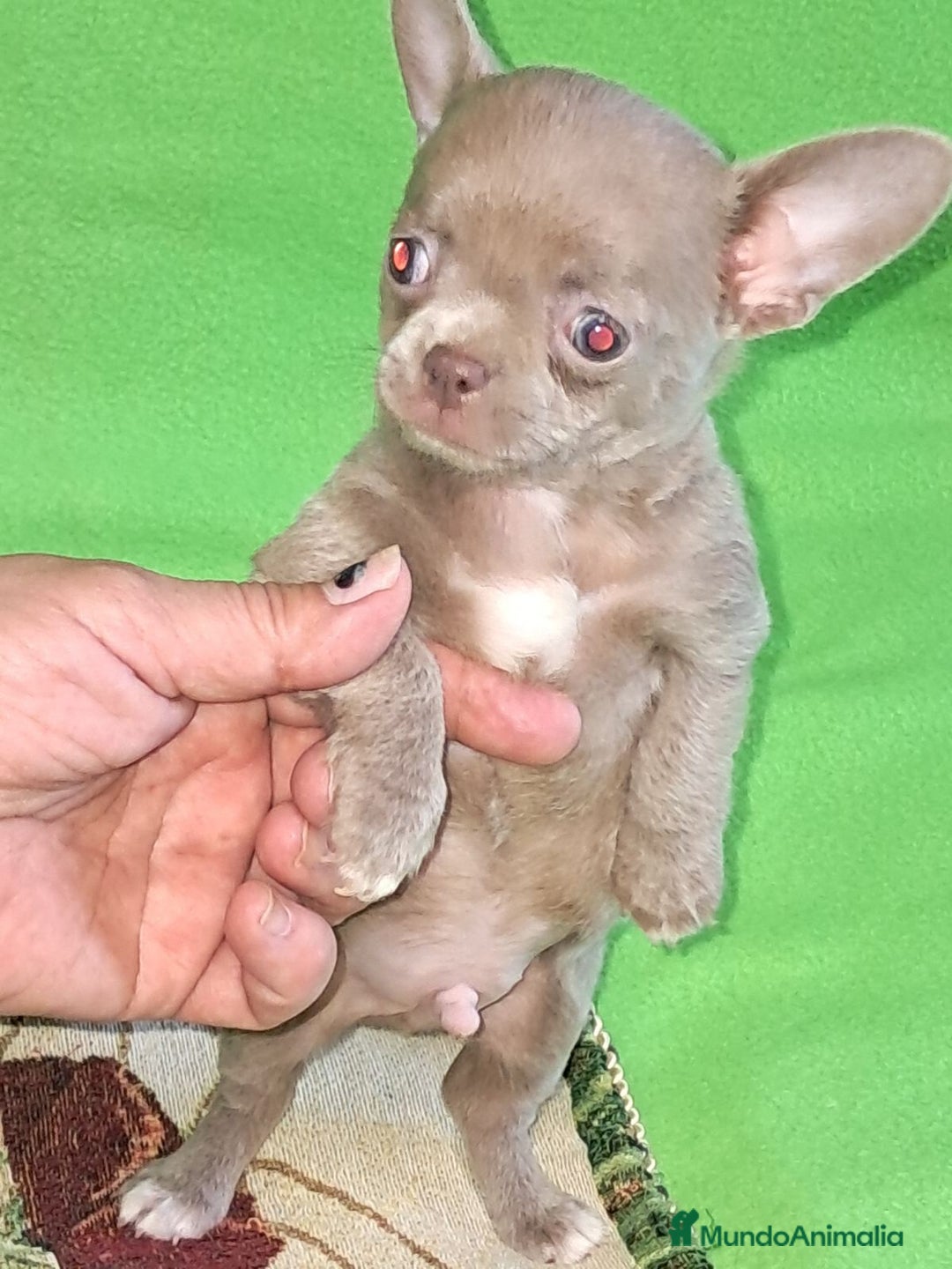 Chihuahua perros en venta: MACHO TOY EXCLUSIVO LILAC LINEA RUSA - Imagen 7