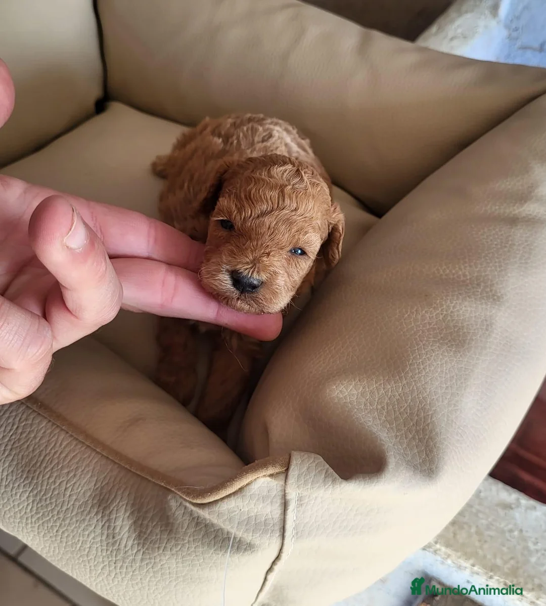 Raza Mixta perros en venta: Caniche  - Anuncio 2