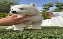 Husky Siberiano perros en venta: HUSKY - Imagen 11