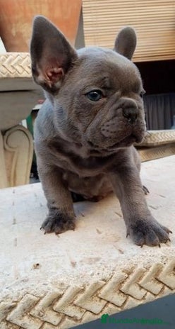 Bulldog Francés perros - Anuncio 10