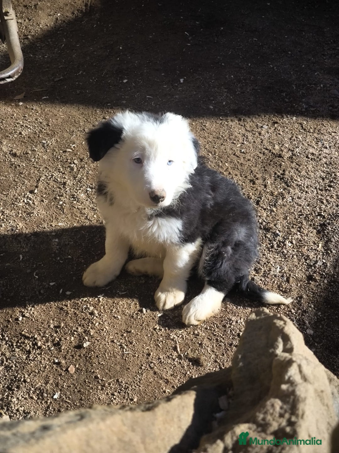 Border Collie perros en venta: Cachorros border collie ojos azules  - Anuncio 6