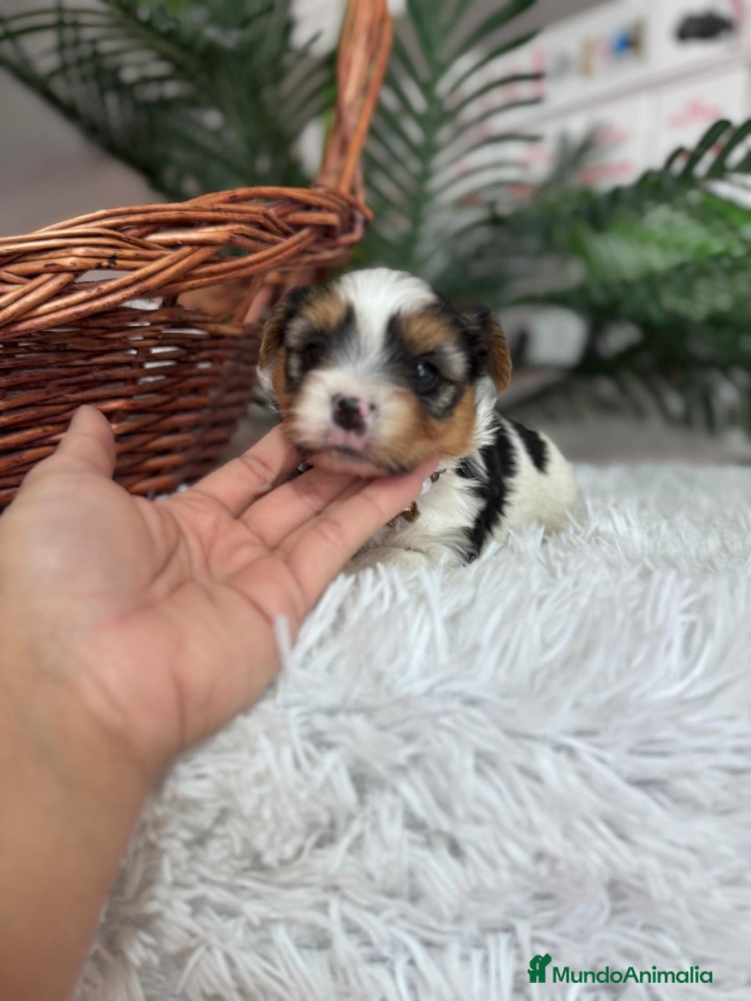 Yorkshire Terrier perros en venta: YORKSHIRE BIEWER HEMBRA - Anuncio 11