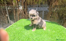 Pomerania perros en venta: Pomerania machos  - Imagen 1