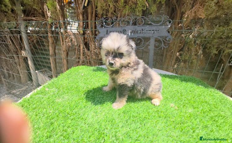 Pomerania perros - Anuncio 1