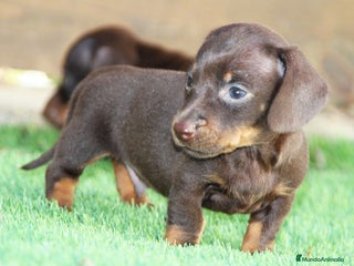 Teckel perros - Anuncio 1