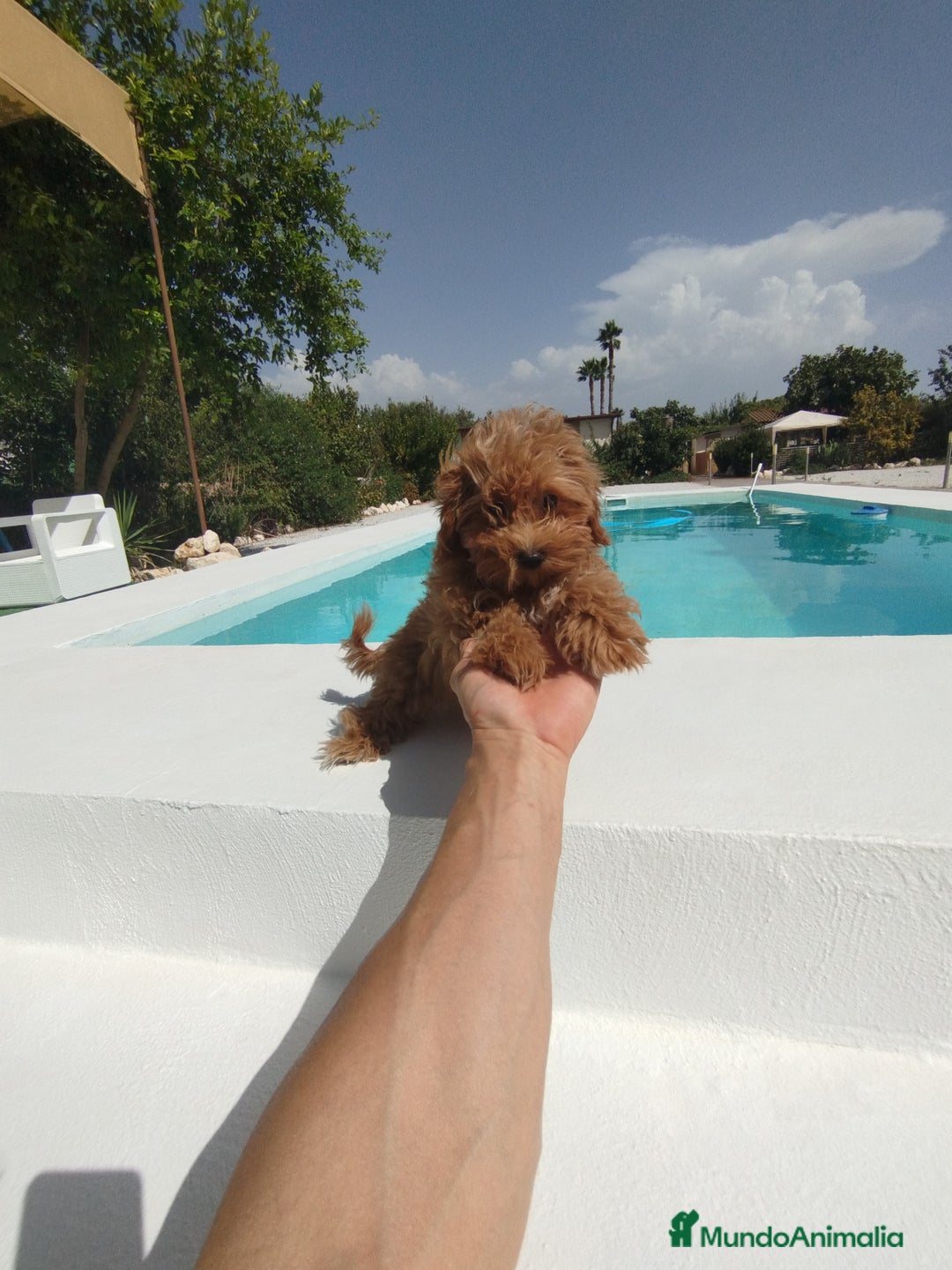 Maltipoo perros en venta: Maltipoo  - Anuncio 5