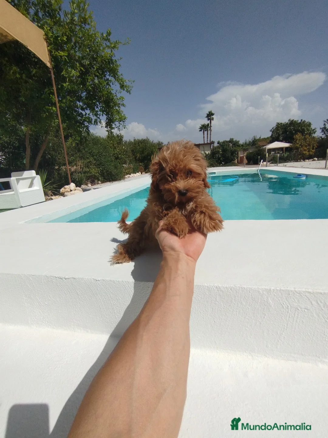 Maltipoo perros en venta: Maltipoo  - Anuncio 5