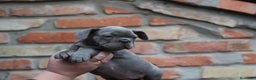 Bulldog Francés perros en venta: Cachorros de Bulldog francés  - Anuncio 4