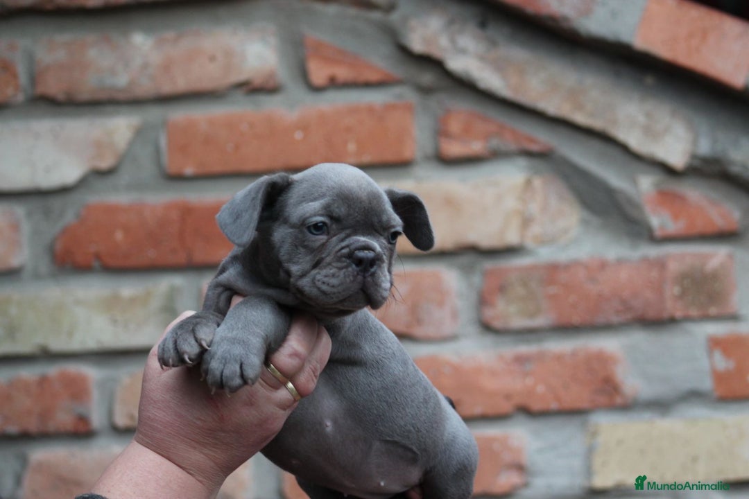 Bulldog Francés perros en venta: Cachorros de Bulldog francés  - Anuncio 4