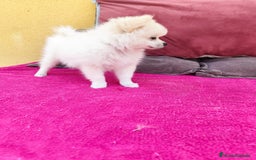 Pomerania perros en venta: Pomerania toy macho blanco  - Imagen 13